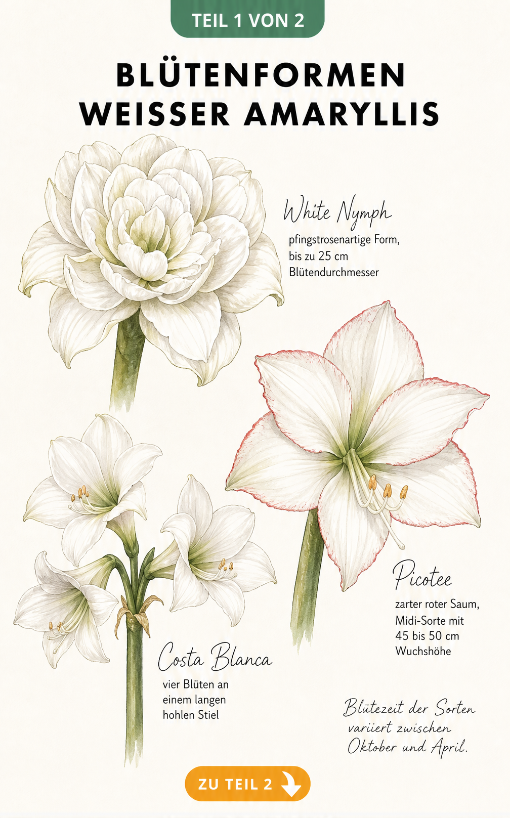 Illustration dreier weißer Amaryllis-Sorten: White Nymph, Picotee und Costa Blanca mit ihren Blütenformen