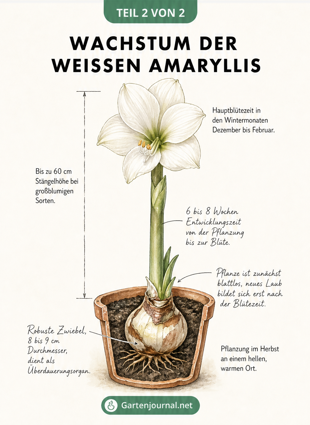 Querschnitt-Skizze des Wachstums einer weißen Amaryllis von der Zwiebel im Topf bis zur Blüte