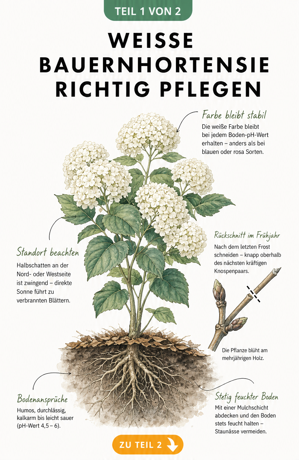 Botanische Illustration einer weißen Bauernhortensie mit Details zu Standort, Rückschnitt und Bodenansprüchen