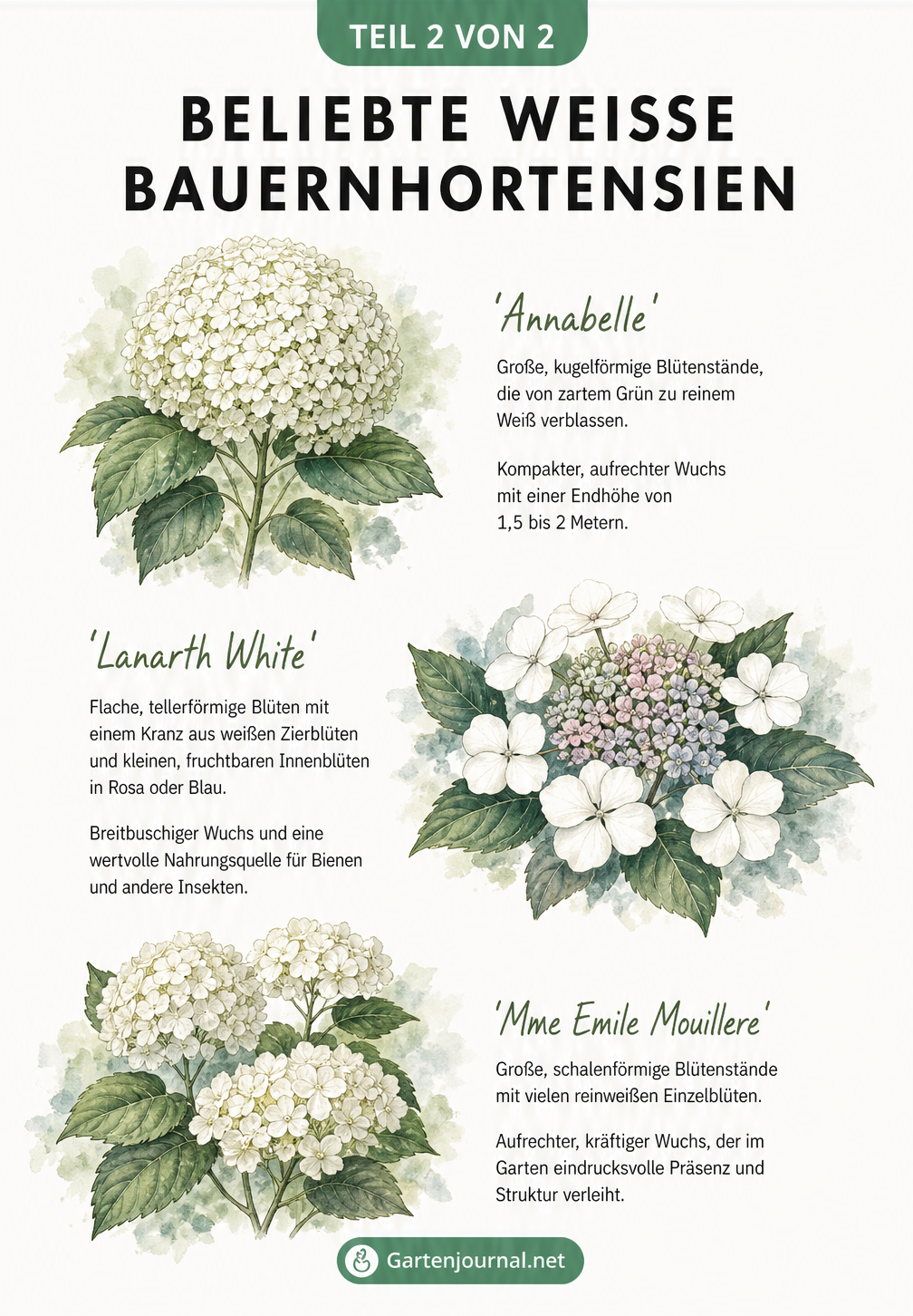 Aquarell-Illustration der weißen Bauernhortensien-Sorten Annabelle, Lanarth White und Mme Emile Mouillere