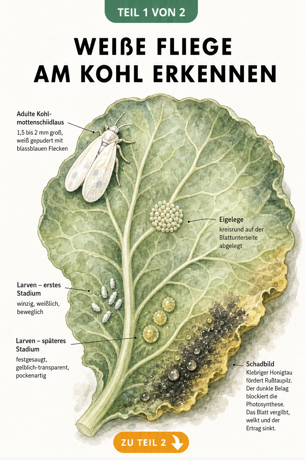 Illustration eines Kohlblattes mit dem Lebenszyklus der Weißen Fliege, Eigelege, Larven und Rußtaupilz