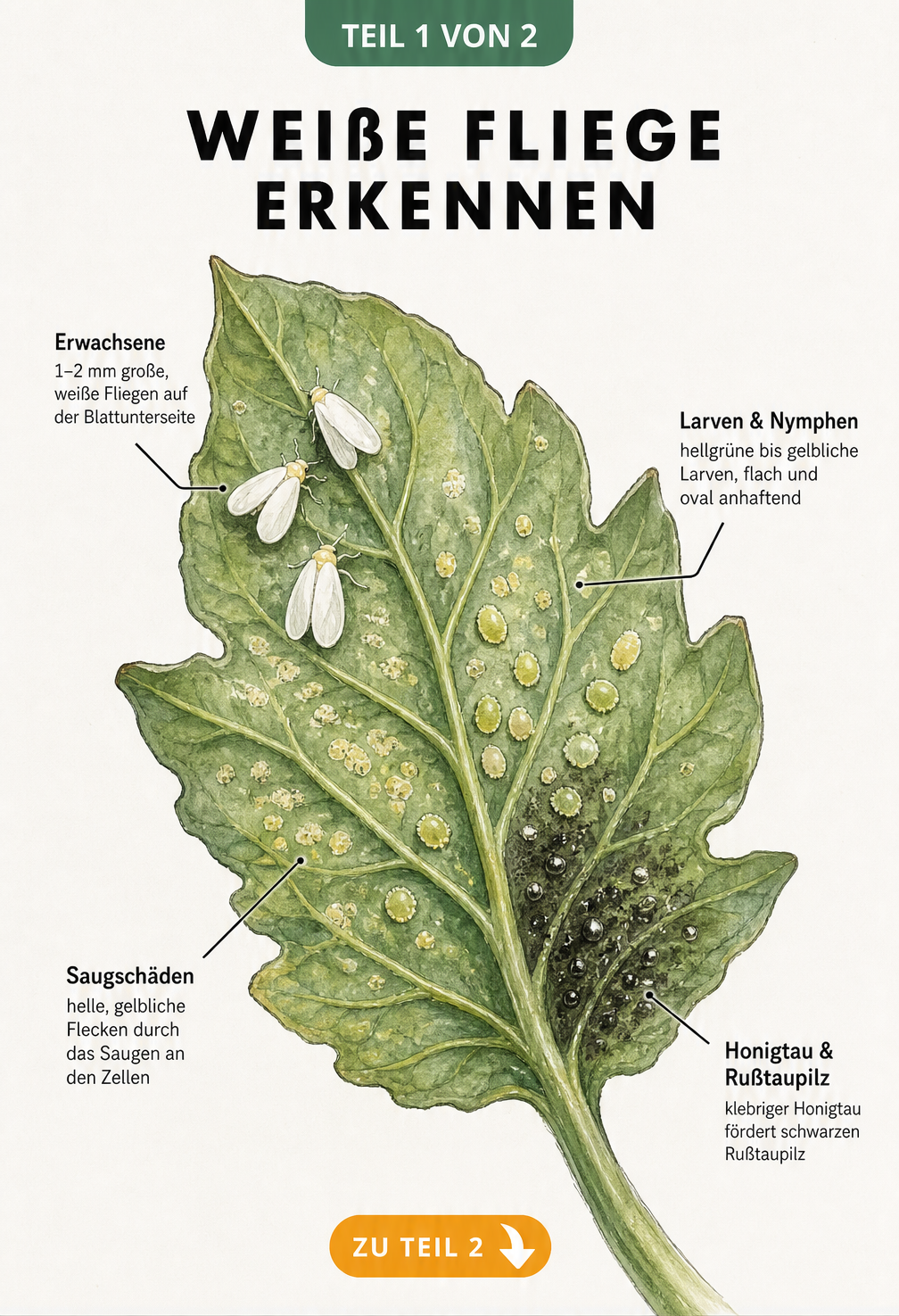 Illustration eines Tomatenblattes von unten mit Symptomen der Weißen Fliege wie Larven, Honigtau und Rußtaupilz
