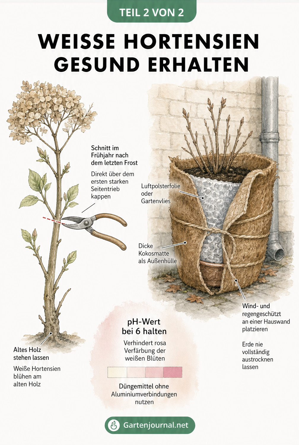 Illustration zum Rückschnitt und Winterschutz einer weißen Hortensie im Topf.