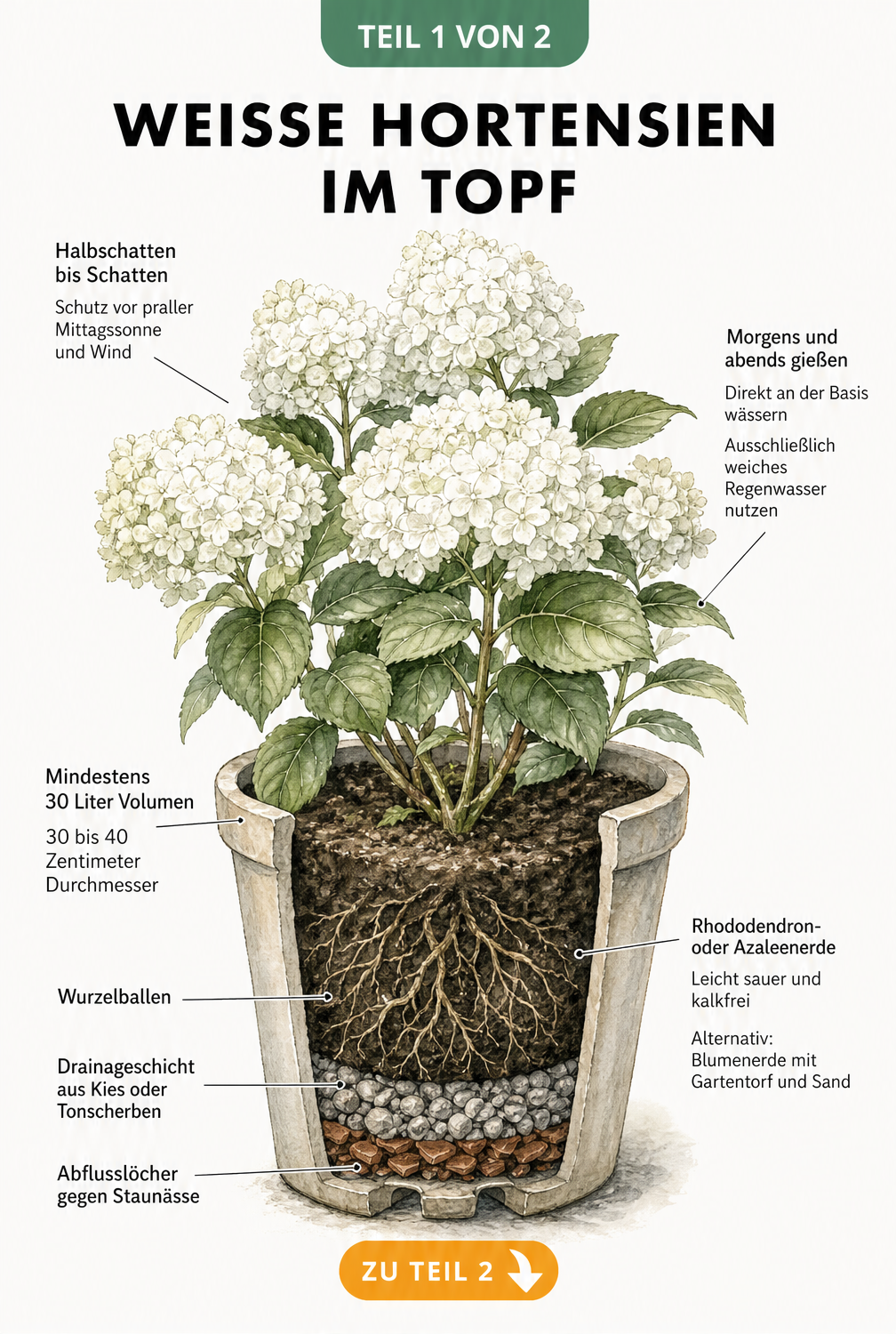 Querschnitt eines Pflanzkübels mit einer weißen Hortensie, der den Aufbau von Wurzelballen, Drainageschicht und Erde zeigt.