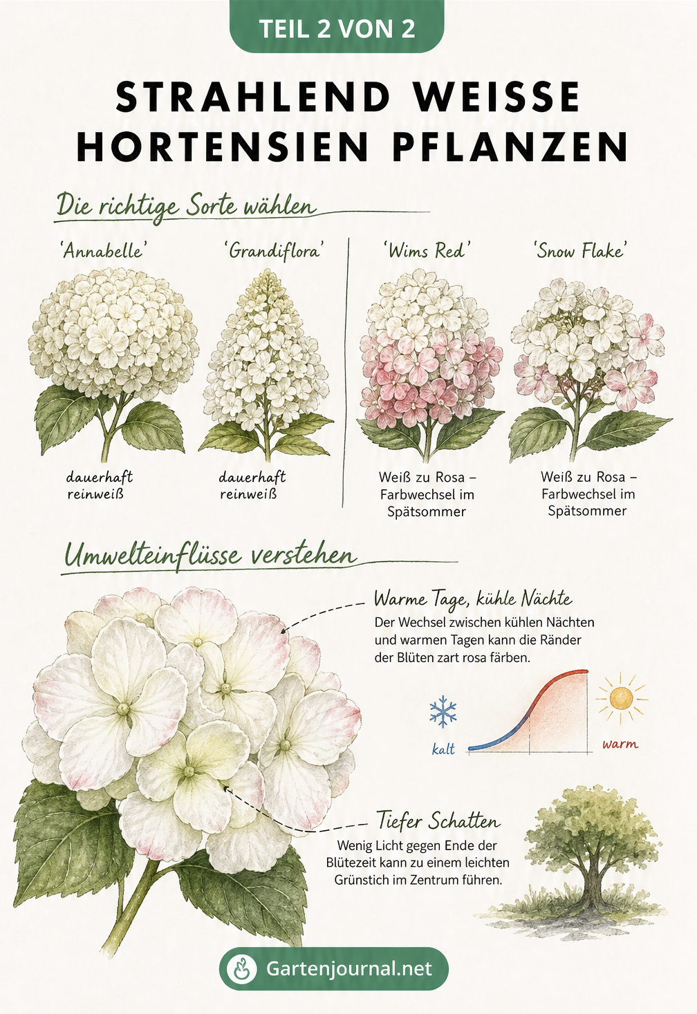 Illustration verschiedener weißer Hortensiensorten und der Einfluss von Temperatur und Schatten auf ihre Blütenfarbe.