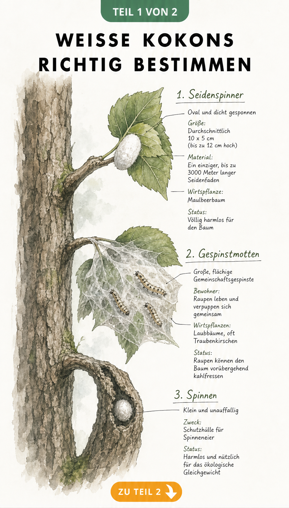 Aquarell-Illustration von drei weißen Kokon-Arten am Baumstamm: Seidenspinner, Gespinstmotte und Spinne mit ihren Merkmalen