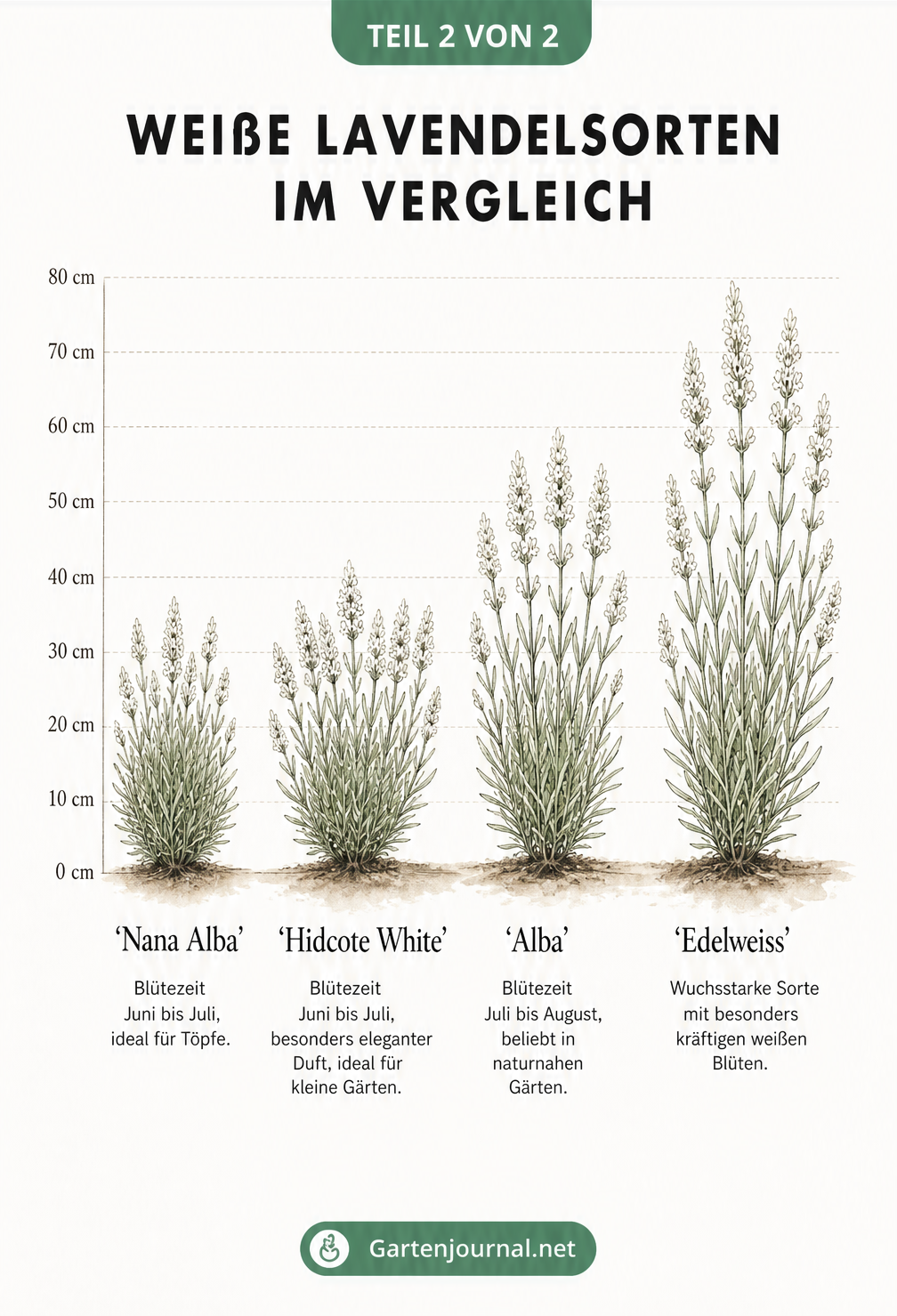 Vergleich von vier weißen Lavendelsorten: Nana Alba, Hidcote White, Alba und Edelweiss mit Höhenskala und Blütezeiten