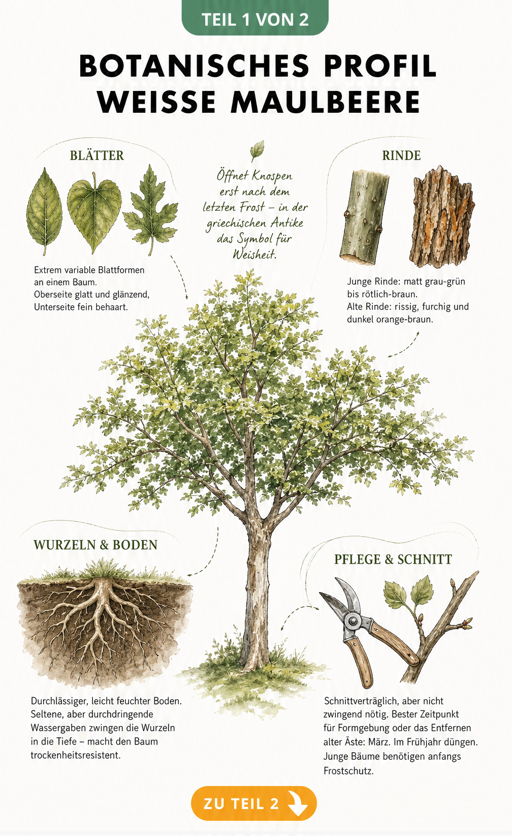 Botanische Illustration der Weißen Maulbeere mit Details zu Blättern, Rinde, Wurzeln und Pflegehinweisen
