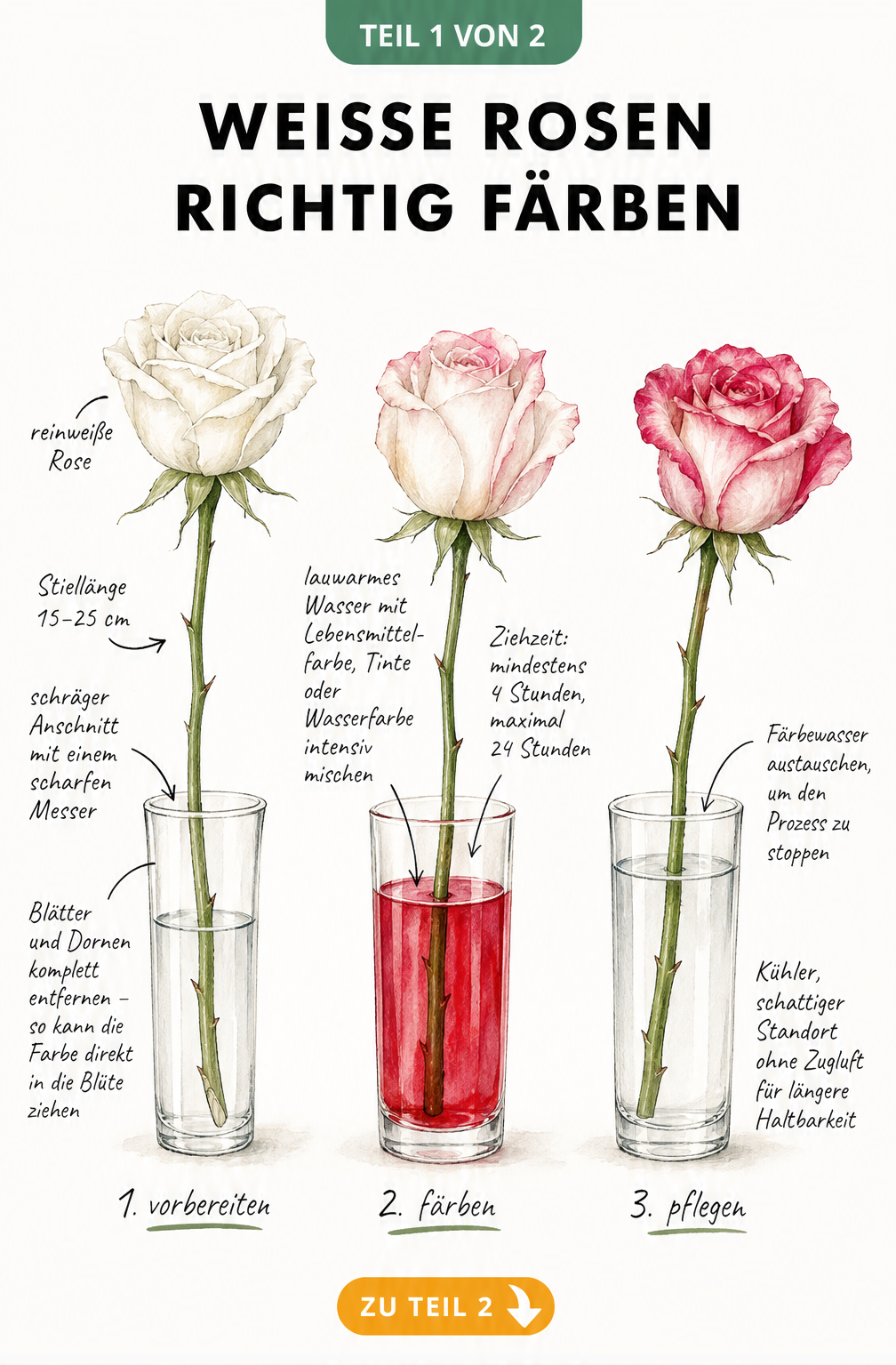 Illustration von drei Glasvasen, die den Prozess zeigen, wie eine weiße Rose durch gefärbtes Wasser ihre Farbe ändert.
