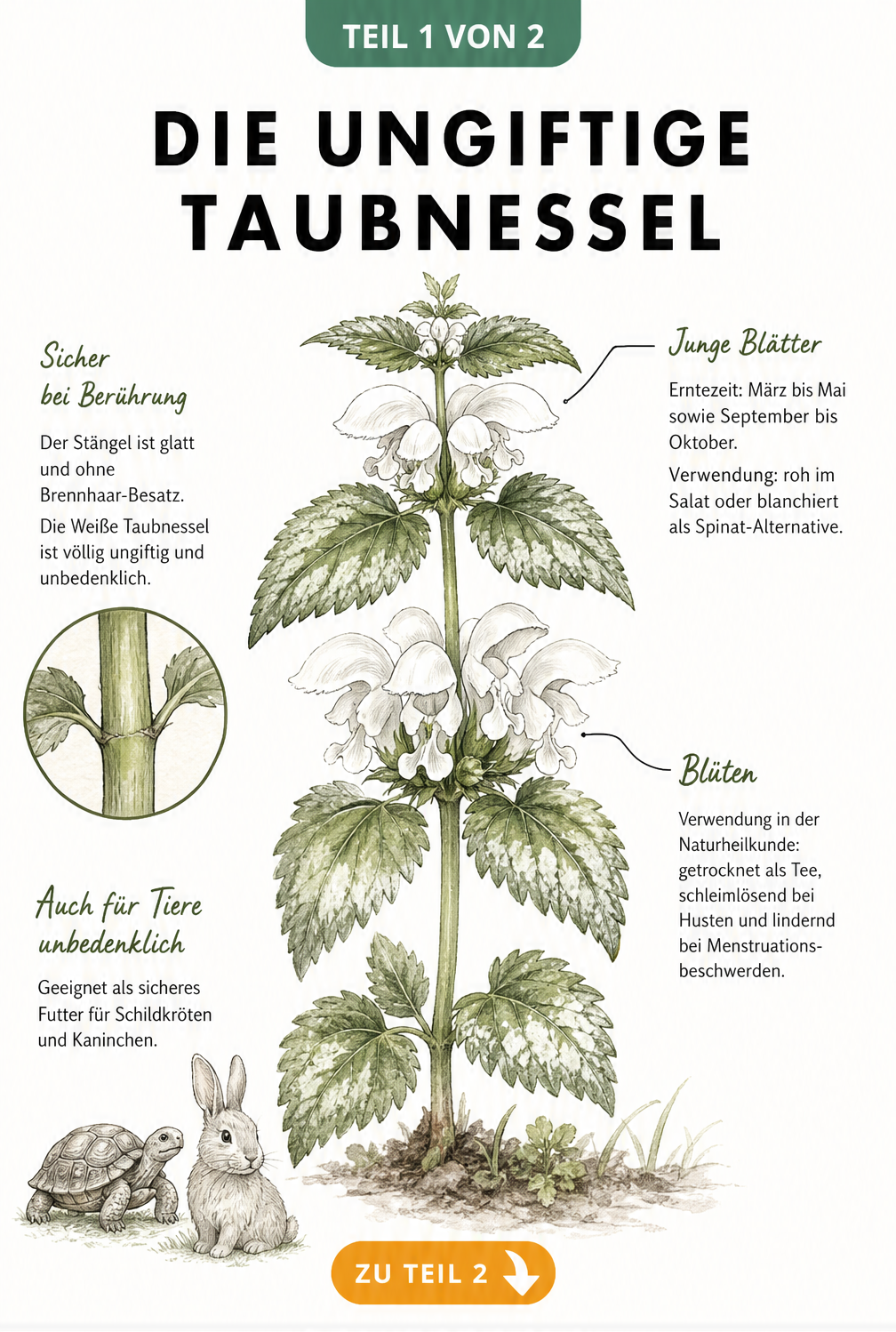 Botanische Illustration der Weißen Taubnessel mit Hinweisen zur Ernte und naturheilkundlichen Verwendung