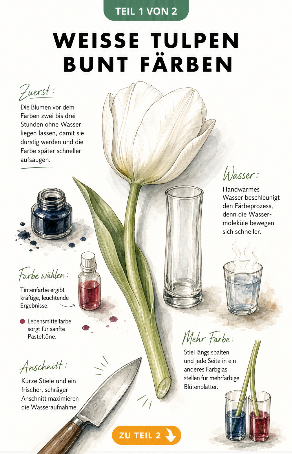 Illustration einer weißen Tulpe mit Werkzeugen zum Färben wie Messer, Tinte und Lebensmittelfarbe