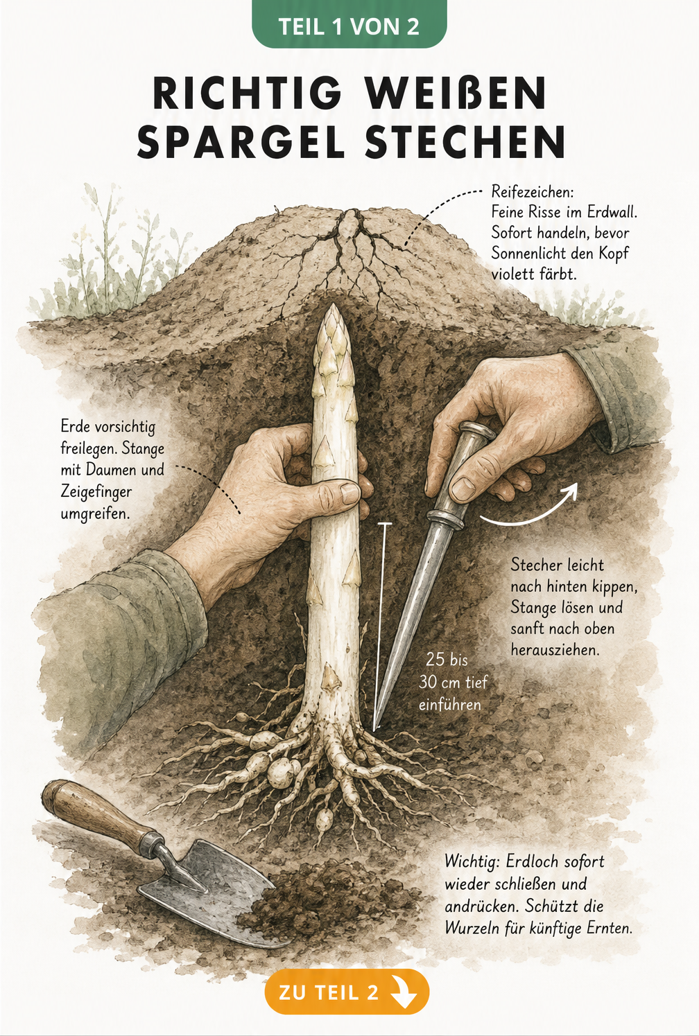 Botanische Schnittzeichnung eines Spargelbeets, die zeigt, wie man weißen Spargel richtig sticht, indem man die Erde freilegt und den Spargelstecher ansetzt.
