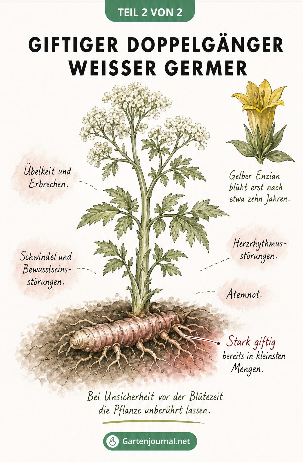 Illustration des Weißen Germers in Blüte mit Warnhinweisen zu Vergiftungssymptomen