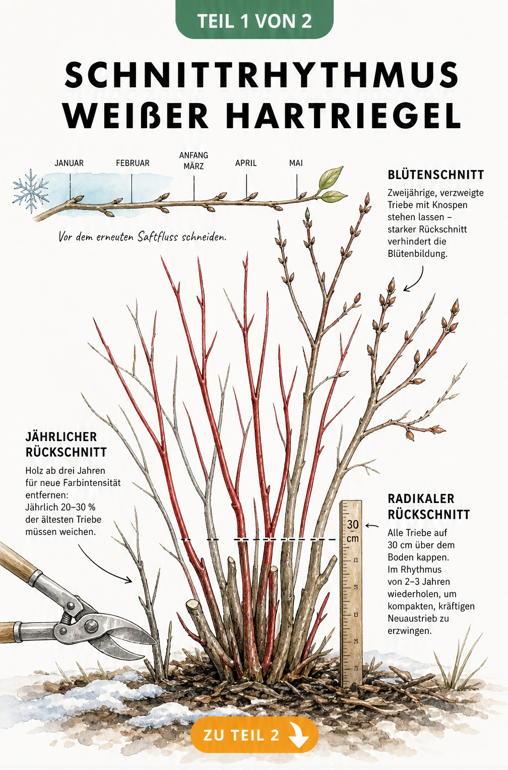 Botanische Illustration des Weißen Hartriegels im Winter, die den jährlichen, radikalen und Blütenschnitt an den roten und graubraunen Trieben zeigt.