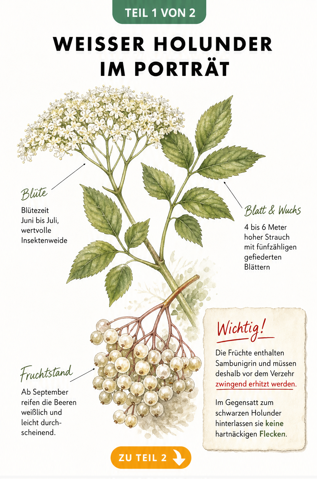 Botanische Illustration eines weißen Holunderzweigs mit Blättern, Blüten und hellen Beeren