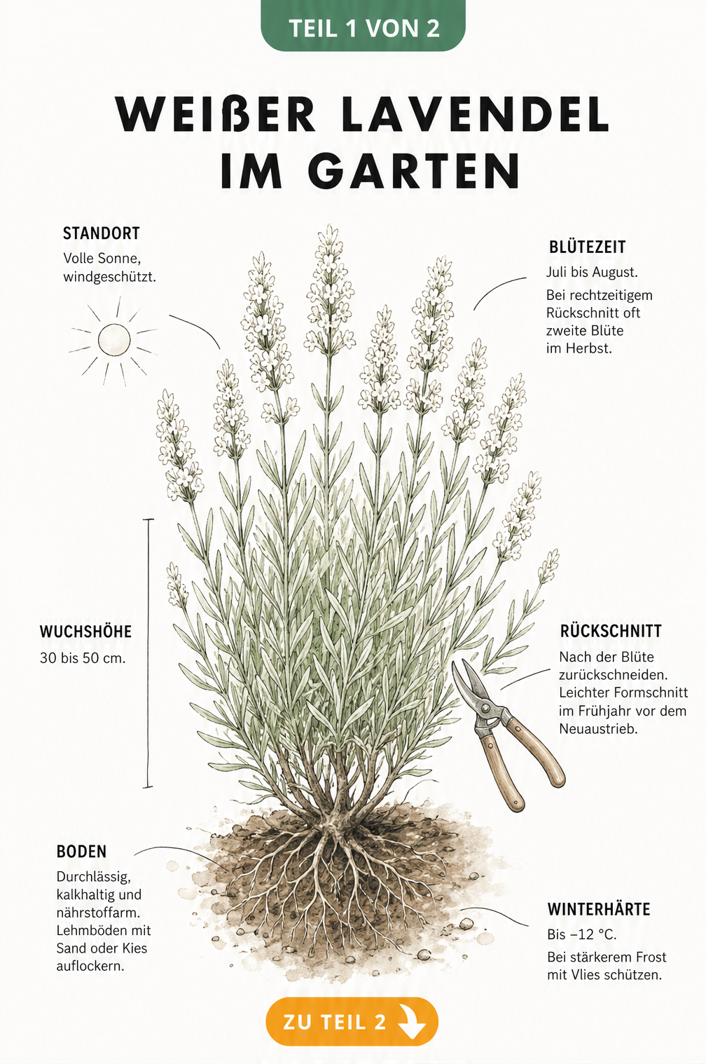 Botanische Illustration einer weißen Lavendelpflanze mit Pflegehinweisen zu Standort, Blütezeit, Rückschnitt und Bodenbeschaffenheit