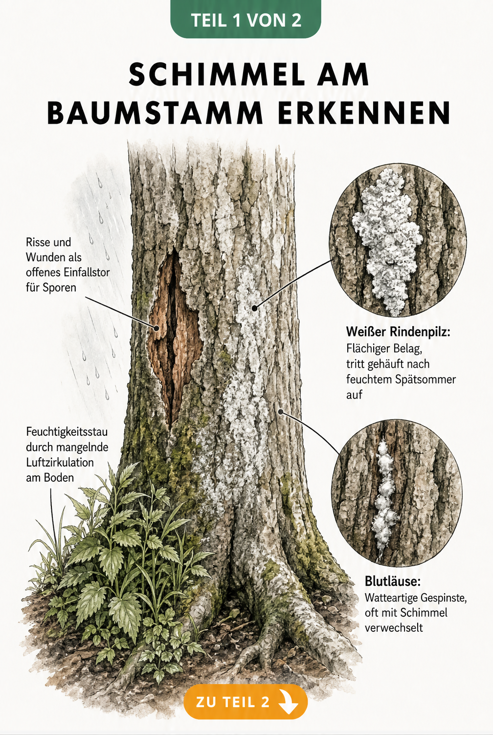 Illustration eines Baumstamms mit weißem Schimmel, Rissen in der Rinde und Unkraut am Boden