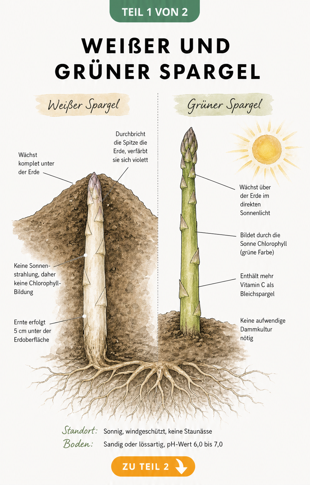 Botanischer Querschnitt durch den Erdboden mit weißem Spargel im Damm und grünem Spargel im flachen Beet