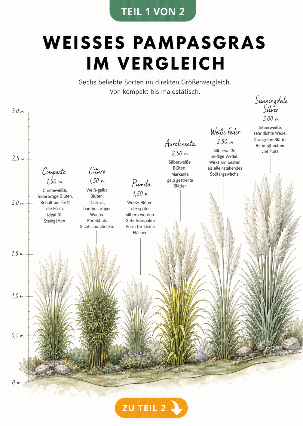 Illustration von sechs weißen Pampasgras-Sorten im Höhenvergleich von 1,50 bis 3,00 Meter