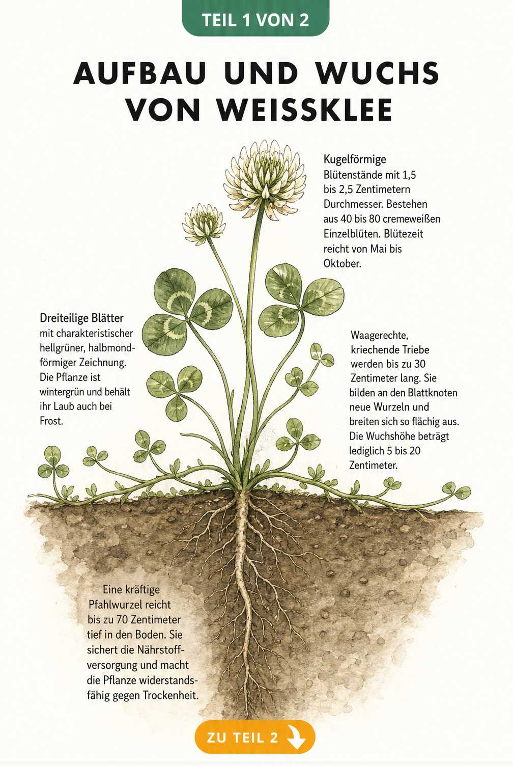 Botanische Illustration des Weißklees mit Querschnitt von Blüten, Blättern, kriechenden Trieben und der tiefen Pfahlwurzel.