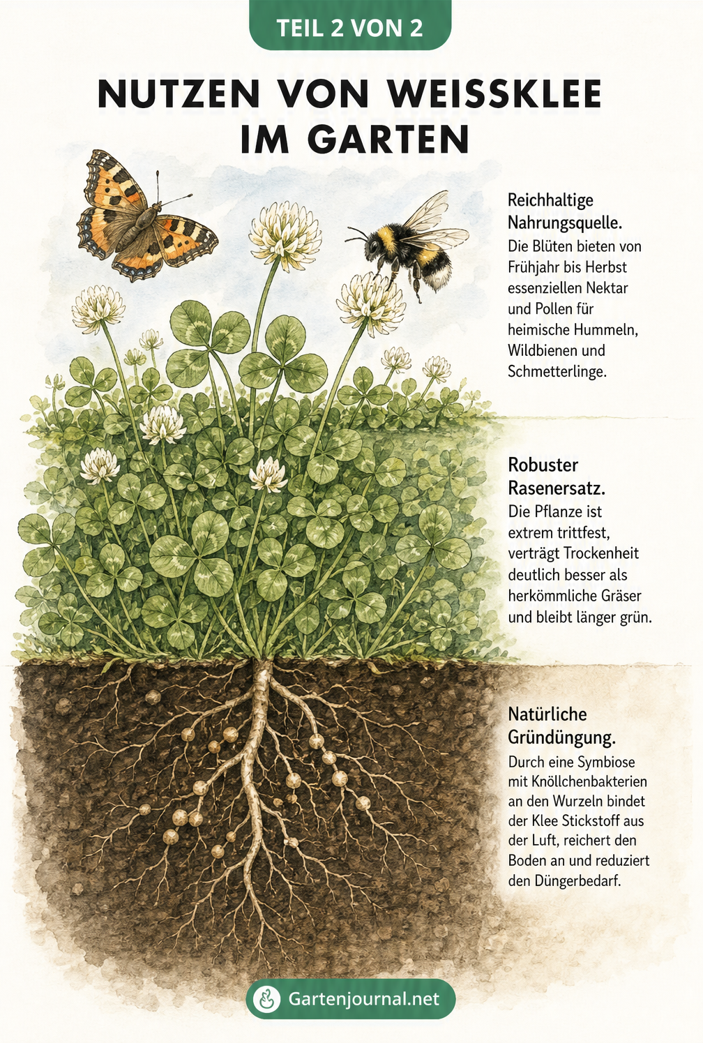 Illustration eines Gartens mit Weißklee als Rasenersatz, bestäubenden Insekten in der Luft und stickstoffbindenden Knöllchenbakterien an den Wurzeln.