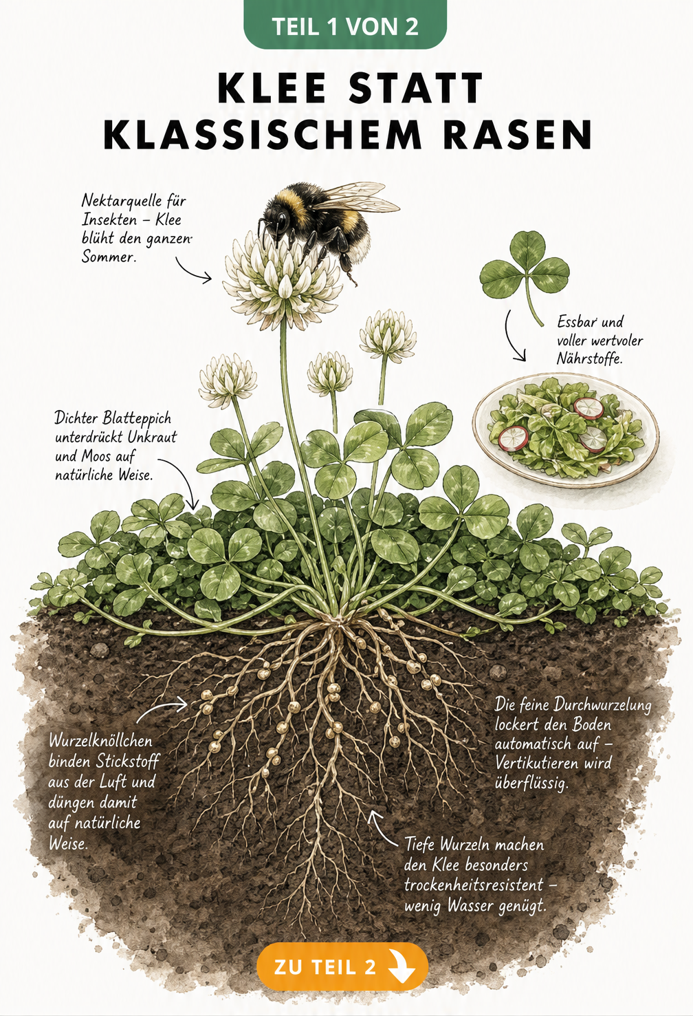 Botanische Schnittzeichnung einer Weißklee-Pflanze mit Wurzeln, Blättern und einer Hummel an der Blüte