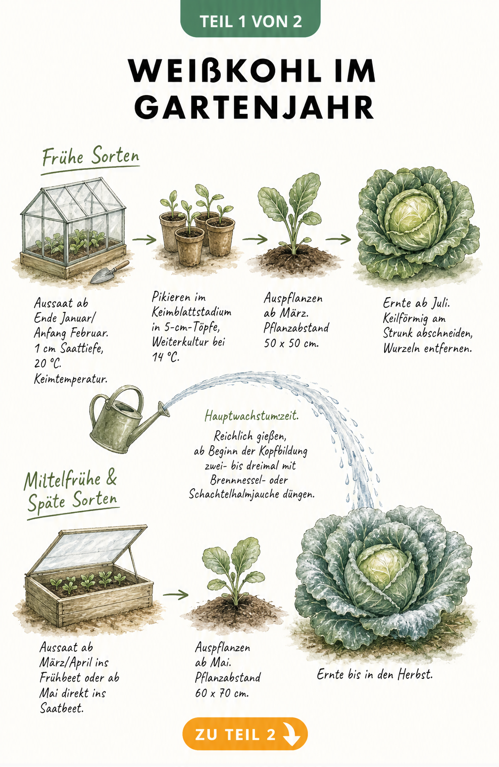 Aquarell-Zeichnung eines Gartenbeets, die den zeitlichen Verlauf des Weißkohlanbaus von der Aussaat bis zur Ernte für frühe und späte Sorten zeigt