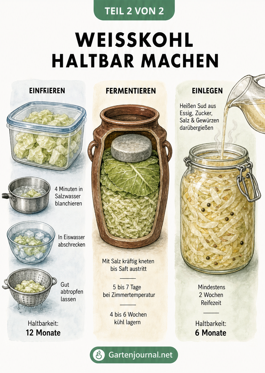 Illustration von drei Methoden zur Haltbarmachung von Weißkohl: Einfrieren, Fermentieren im Gärtopf und Einmachen im Glas.
