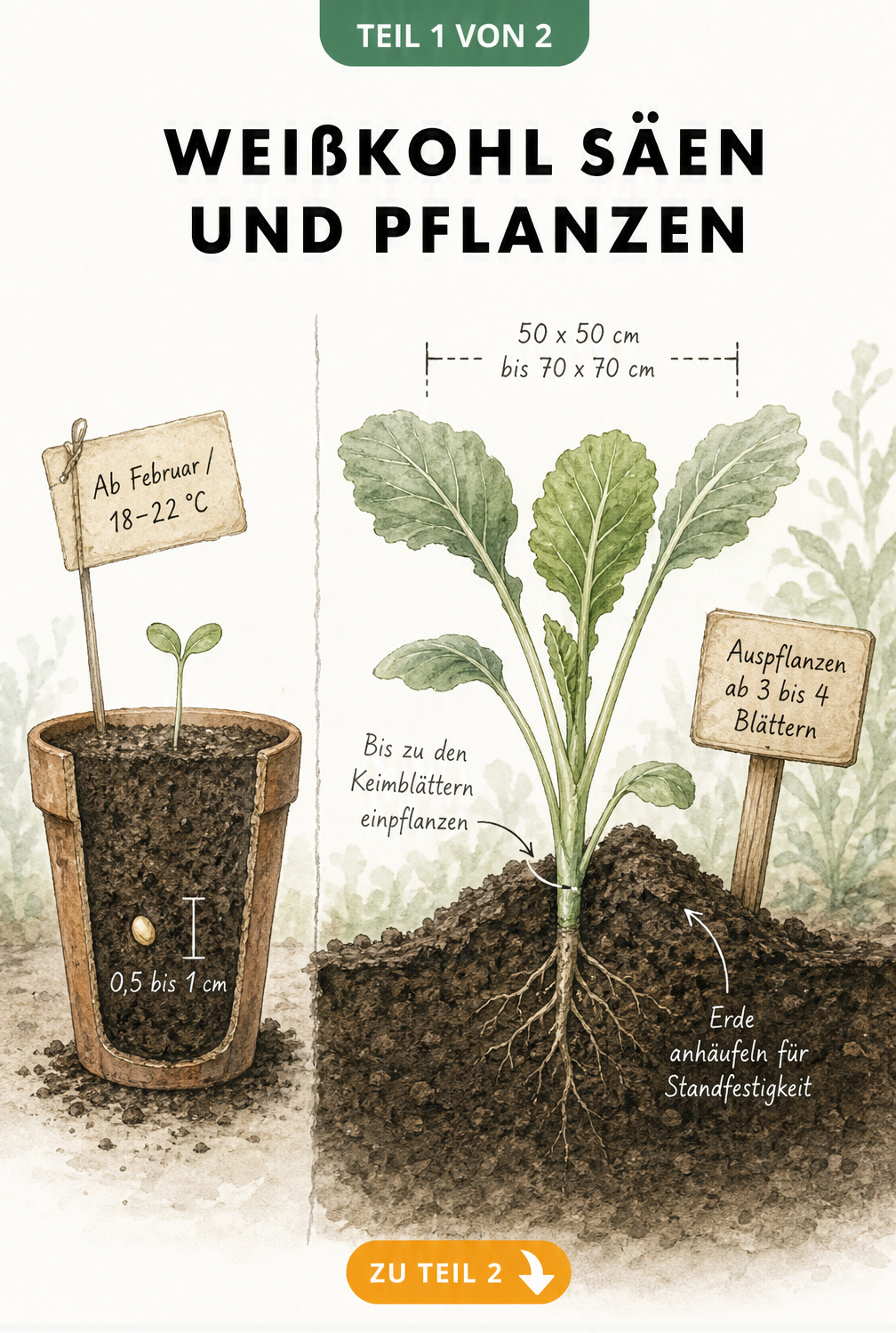 Botanische Illustration: Weißkohl säen und pflanzen im Querschnitt mit Anzuchttopf und Gartenbeet