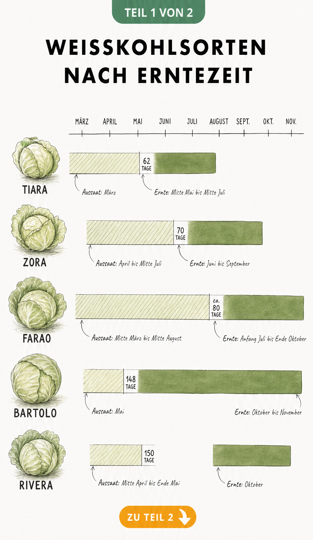 Zeitstrahl der Weißkohlsorten von März bis November mit Aussaat- und Erntezeiten für Tiara, Zora, Farao, Bartolo und Rivera