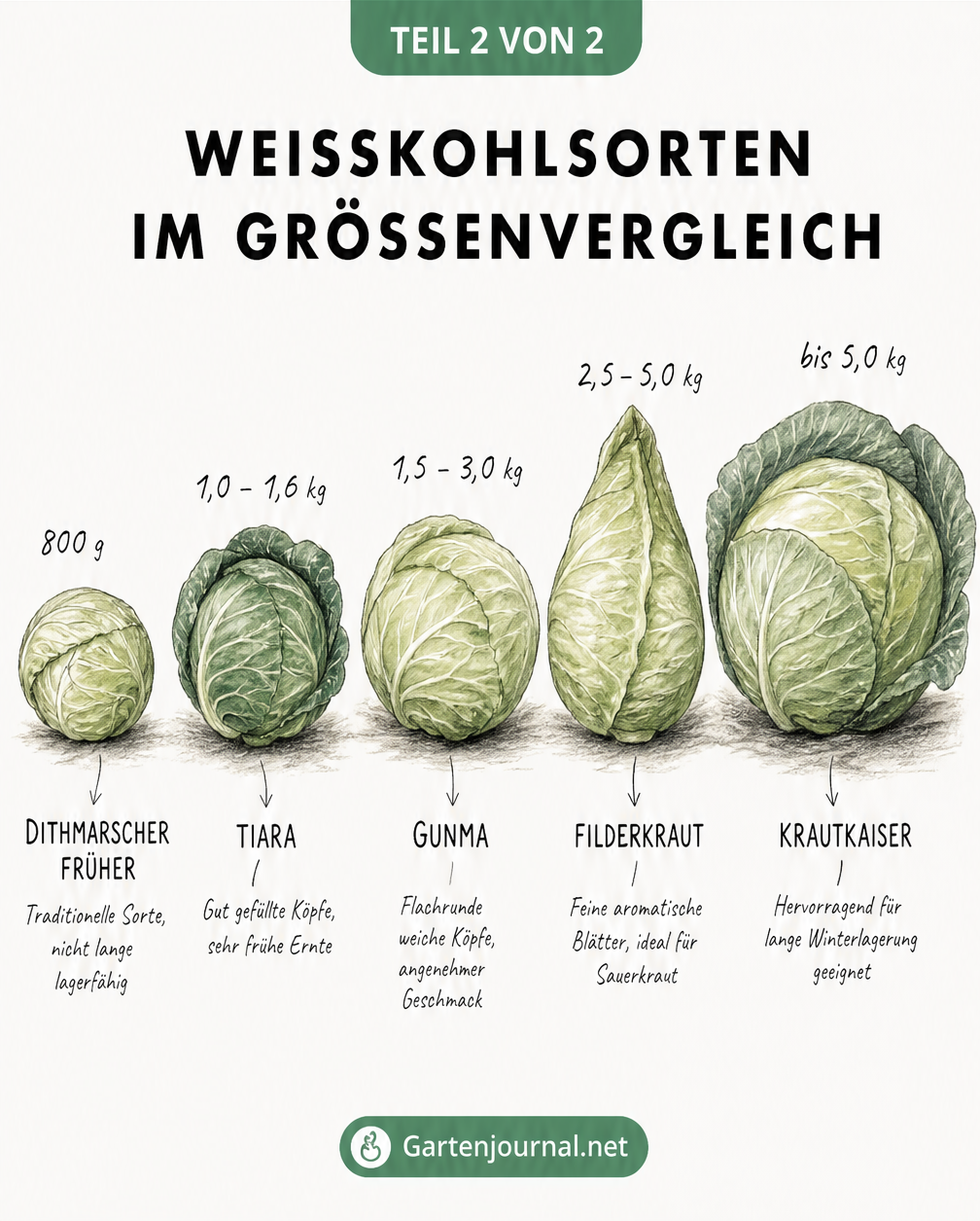 Größenvergleich von fünf Weißkohlsorten: Dithmarscher Früher, Tiara, Gunma, Filderkraut und Krautkaiser mit Gewicht und Merkmalen