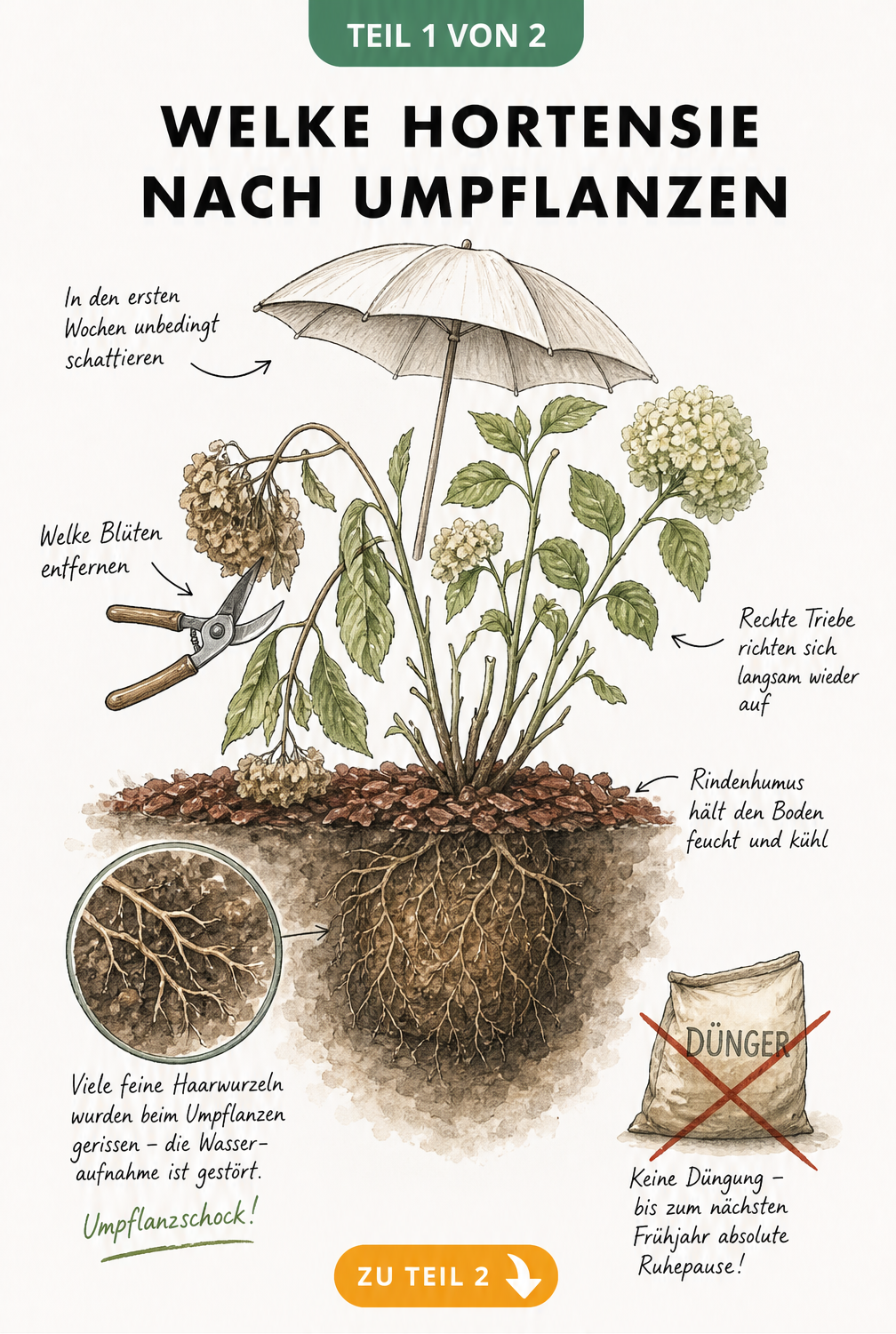 Botanische Illustration einer welken Hortensie nach dem Umpflanzen mit Wurzelballen, Sonnenschirm als Schattierung und Rindenhumus