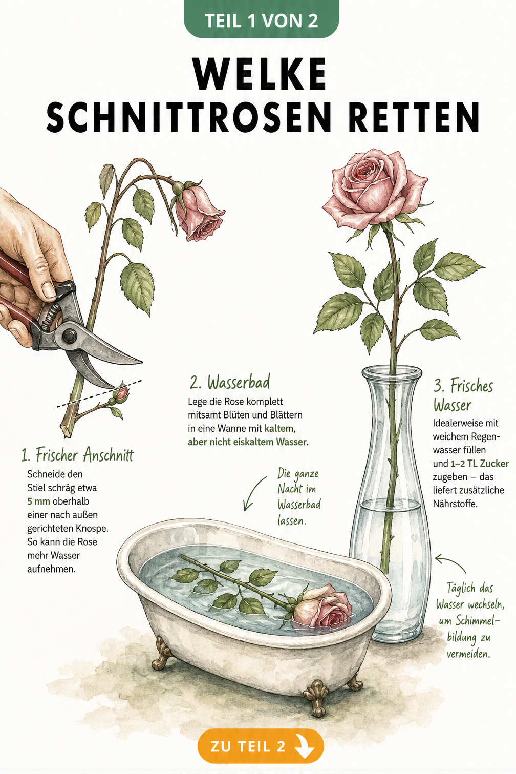 Illustration einer welken Schnittrose, die durch schrägen Anschnitt, ein Wasserbad in der Wanne und weiches Regenwasser mit Zucker wieder aufblüht.