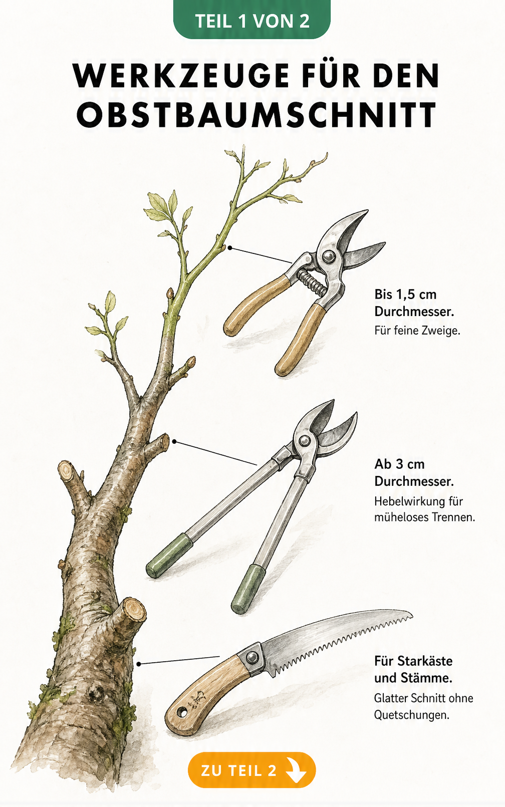 Illustration eines Obstbaumastes mit Gartenschere, Astschere und Japansäge an den passenden Aststärken