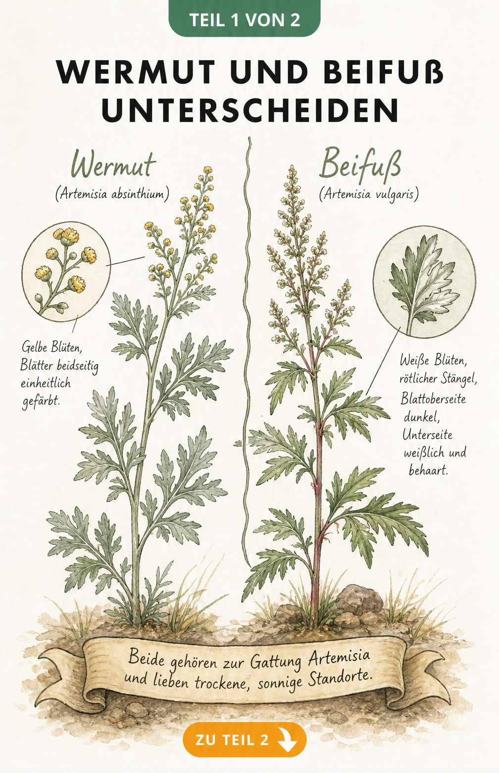 Botanische Illustration von Wermut und Beifuß mit Merkmalen wie Blütenfarbe und Blattform