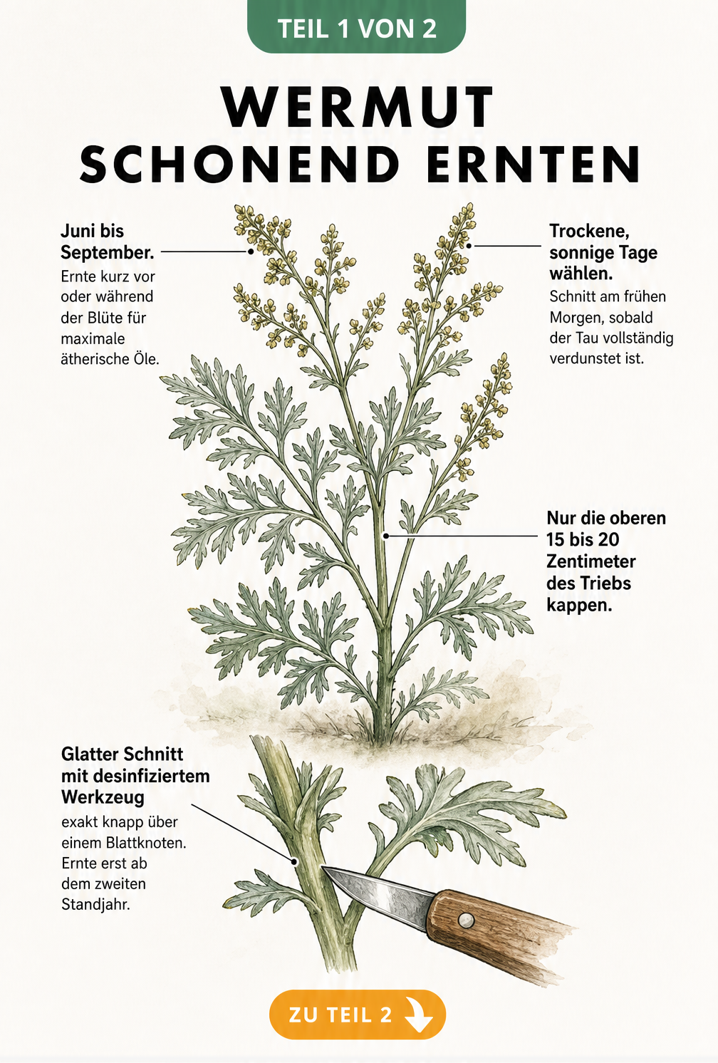 Botanische Illustration eines Wermuttriebs mit Erntehinweisen zu Zeitraum, Witterung und Schnitttechnik