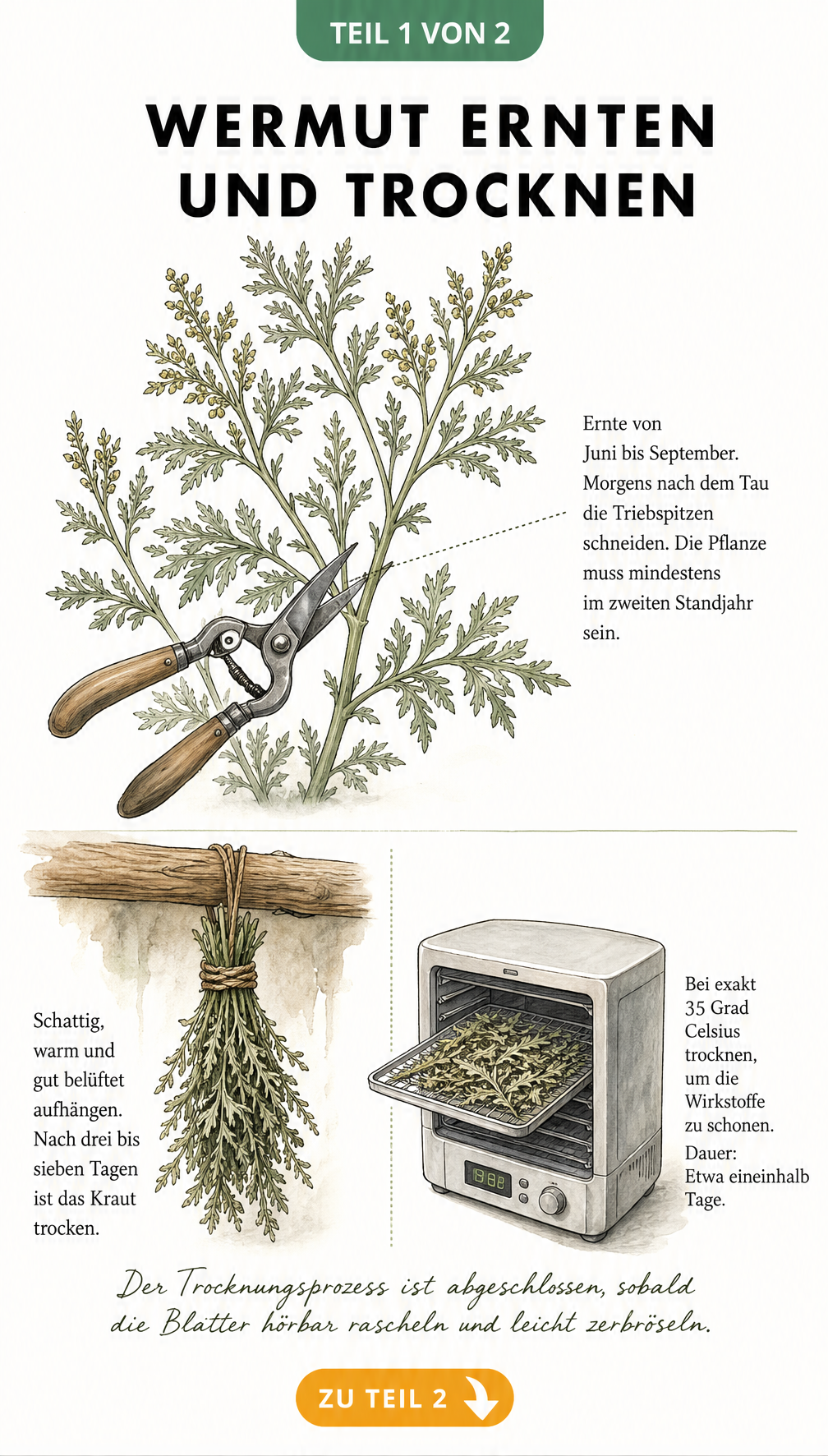 Illustration einer Wermutpflanze bei der Ernte mit Gartenschere sowie zwei Trocknungsmethoden: hängendes Bündel und Dörrautomat.