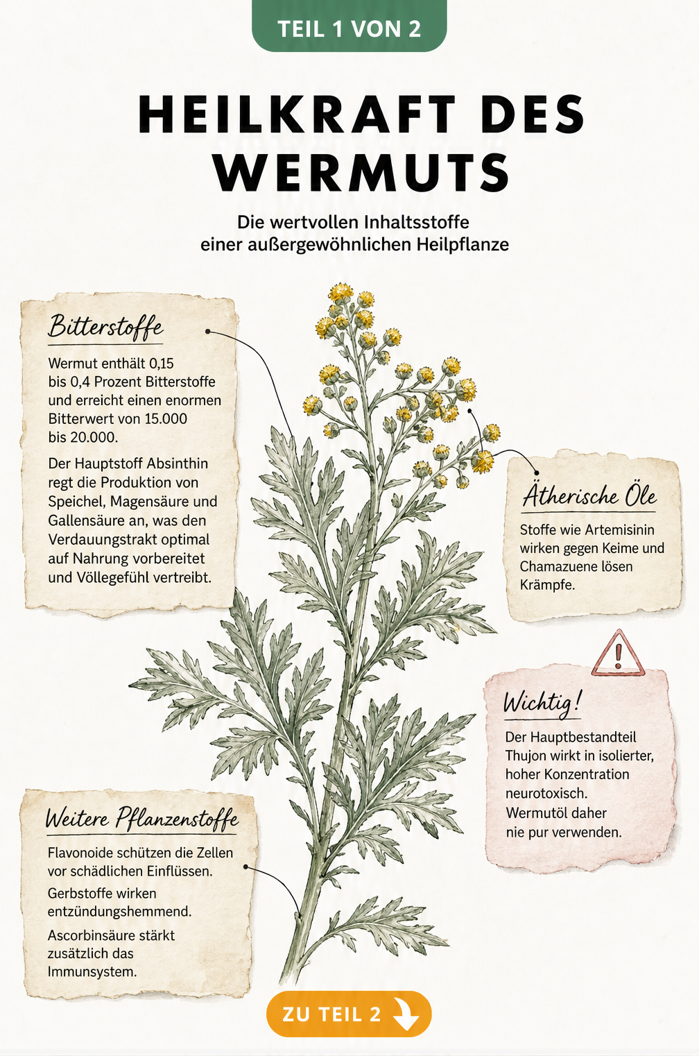 Botanische Illustration eines Wermutzweigs mit Erklärungen zu Bitterstoffen, ätherischen Ölen und weiteren Pflanzenstoffen