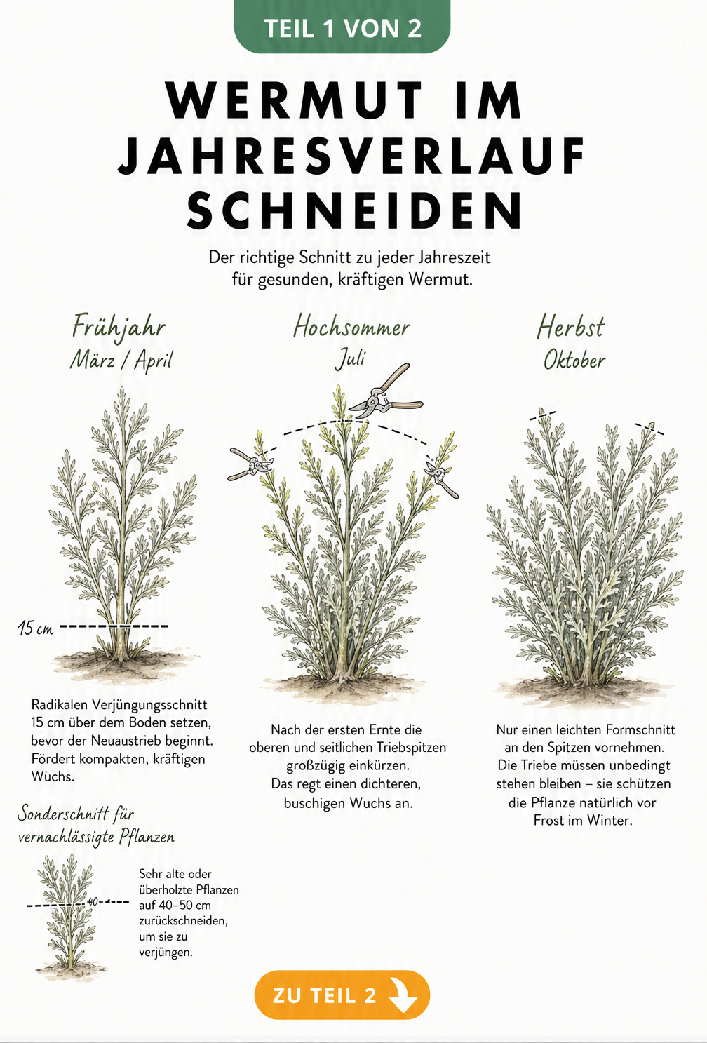 Illustration einer Wermutpflanze in drei Entwicklungsstadien mit Schnittlinien für Frühjahr, Sommer und Herbst