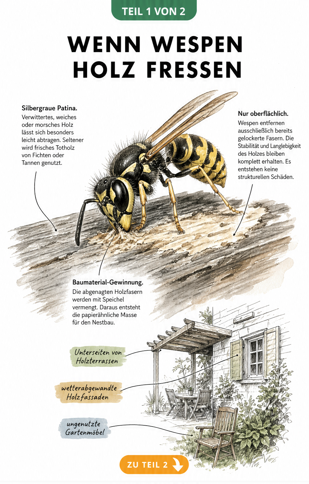 Illustration einer Wespe, die an verwittertem Holz nagt, um Baumaterial für ihr Nest zu gewinnen.