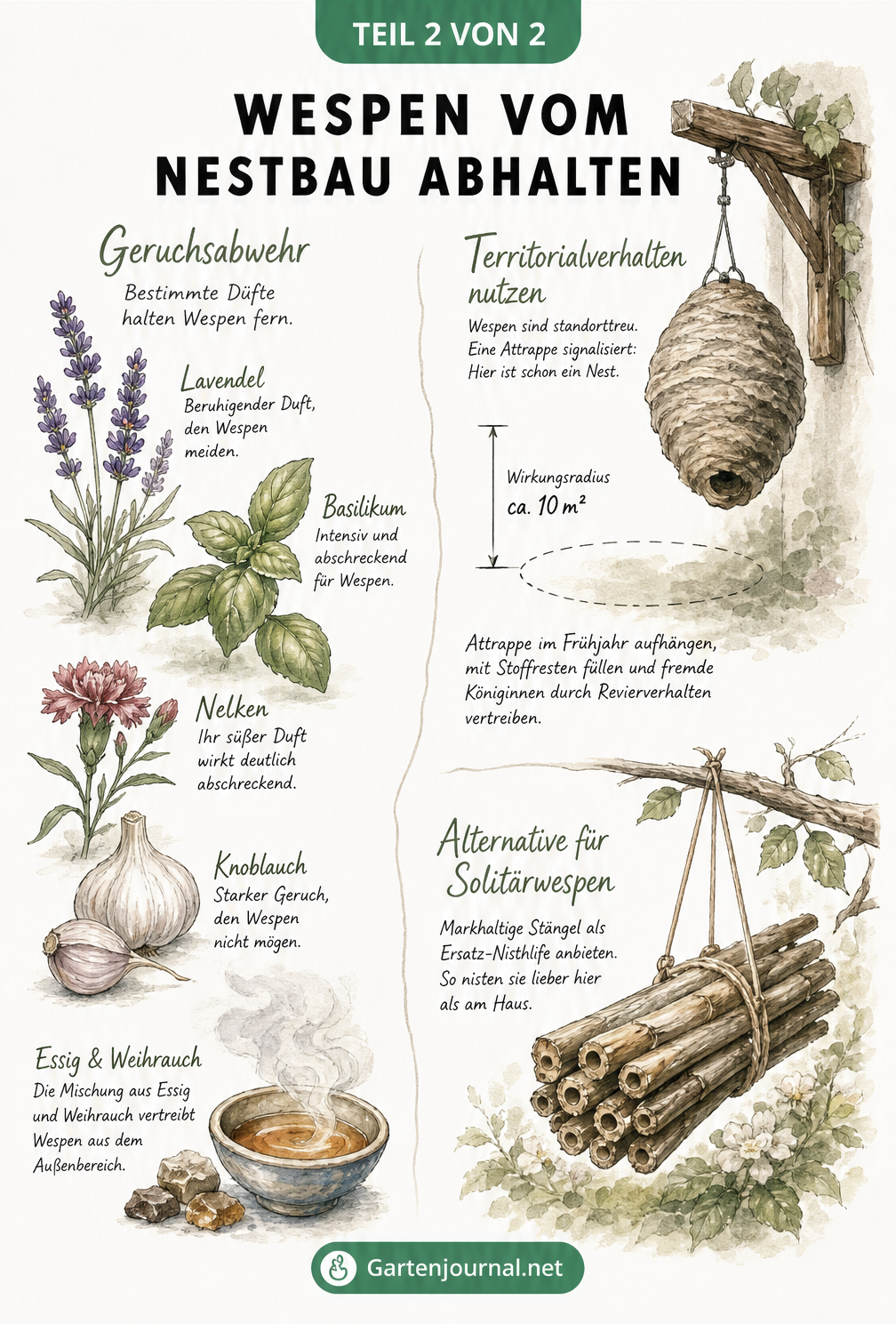Botanische Illustration zur Wespenabwehr mit Lavendel, Basilikum, Nelken, Knoblauch, einer Wespennest-Attrappe und markhaltigen Pflanzenstängeln als Nisthilfe.