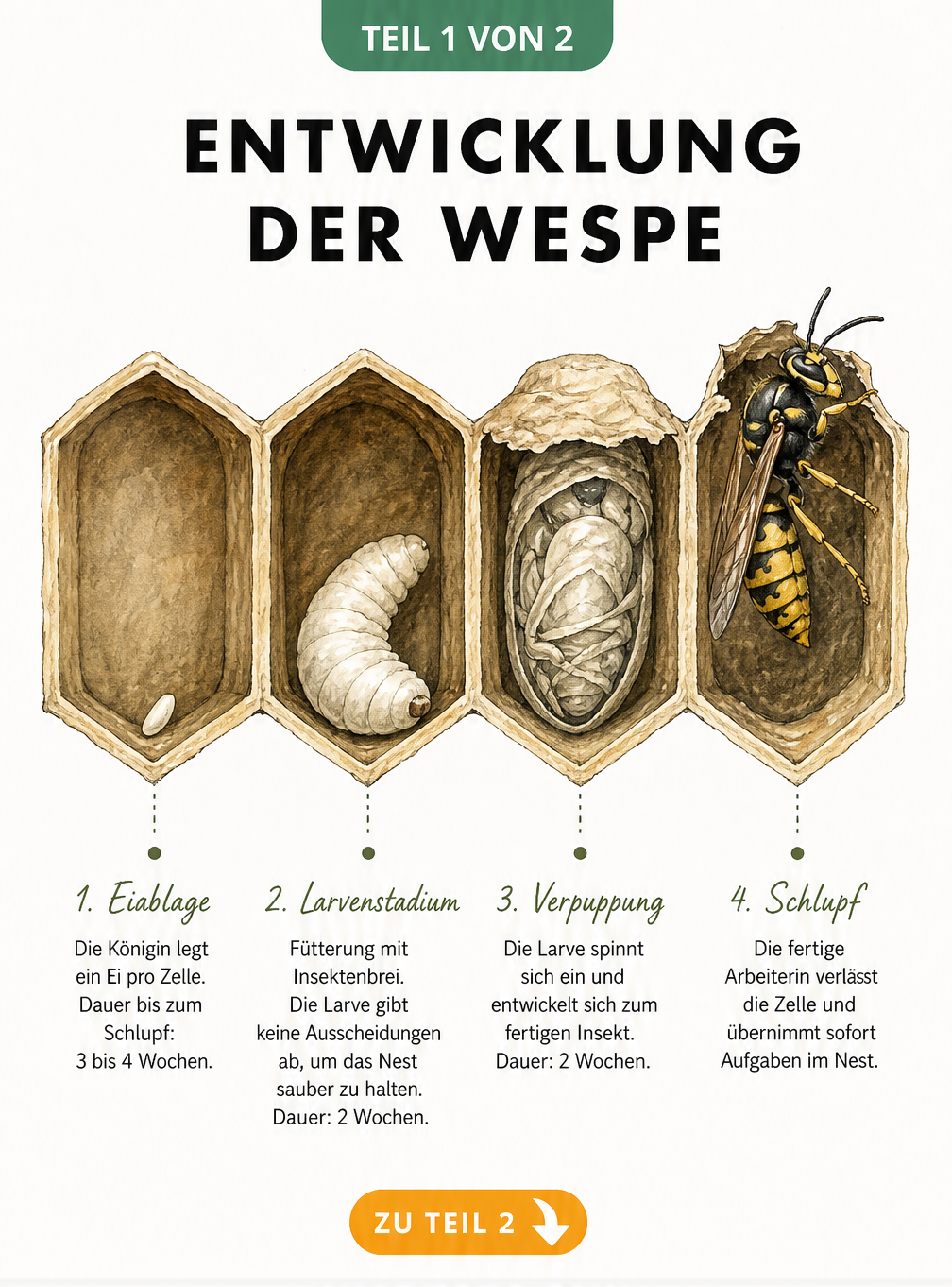 Illustration der Entwicklung einer Wespe vom Ei über die Larve und Puppe bis zum fertigen Insekt in vier Waben