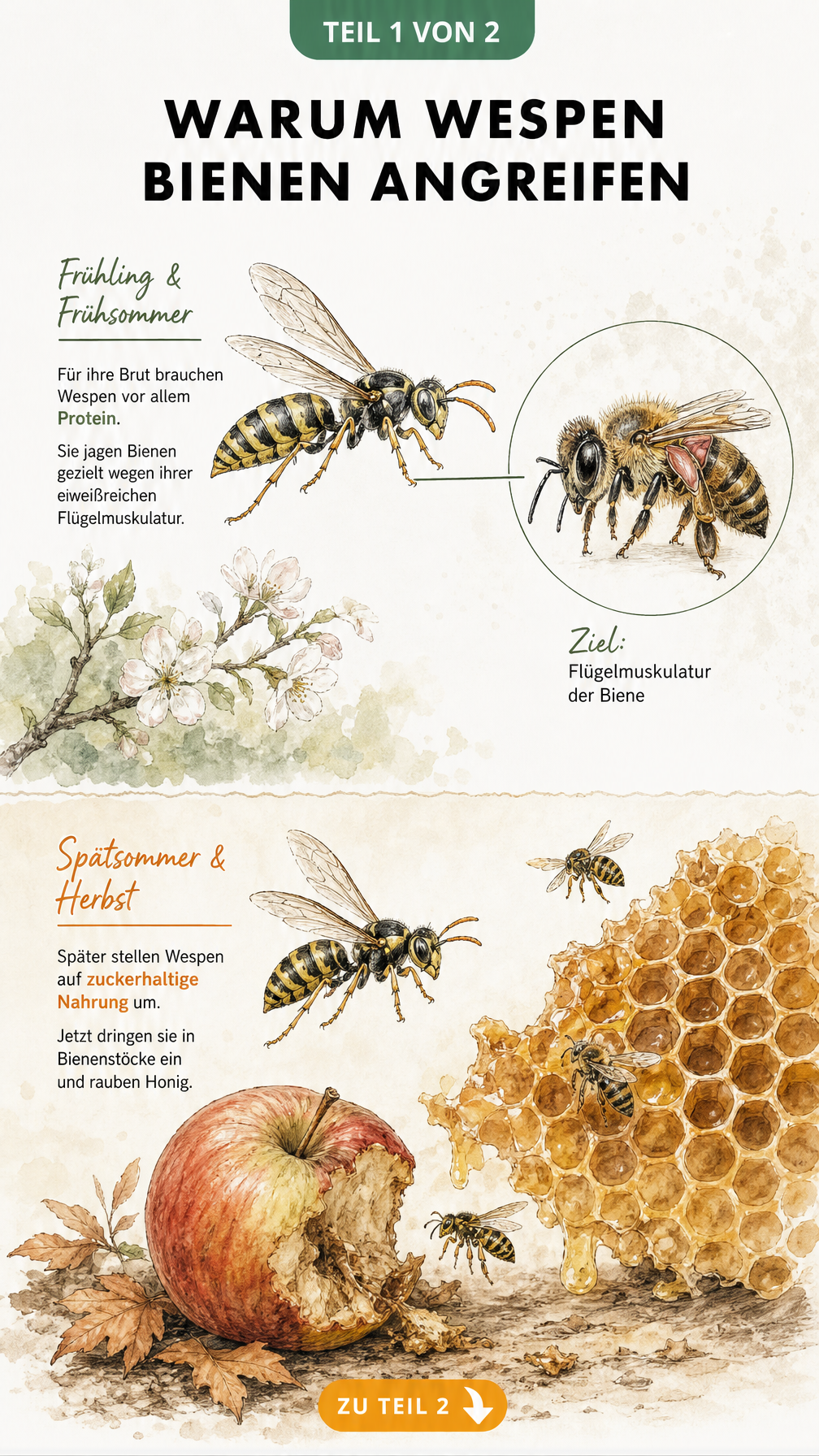 Illustration einer Wespe, die im Frühling eine Biene jagt, und im Herbst eine Honigwabe und einen Apfel ansteuert