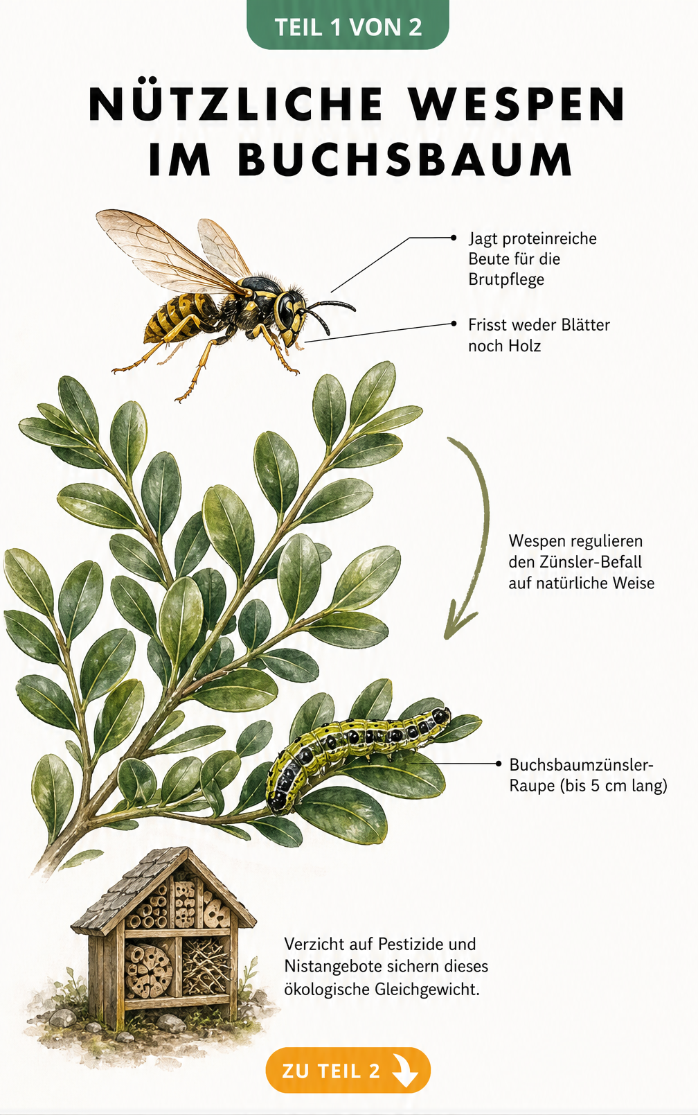 Illustration eines Buchsbaumzweigs mit einer Wespe, die eine Buchsbaumzünsler-Raupe jagt, und einem Insektenhotel.