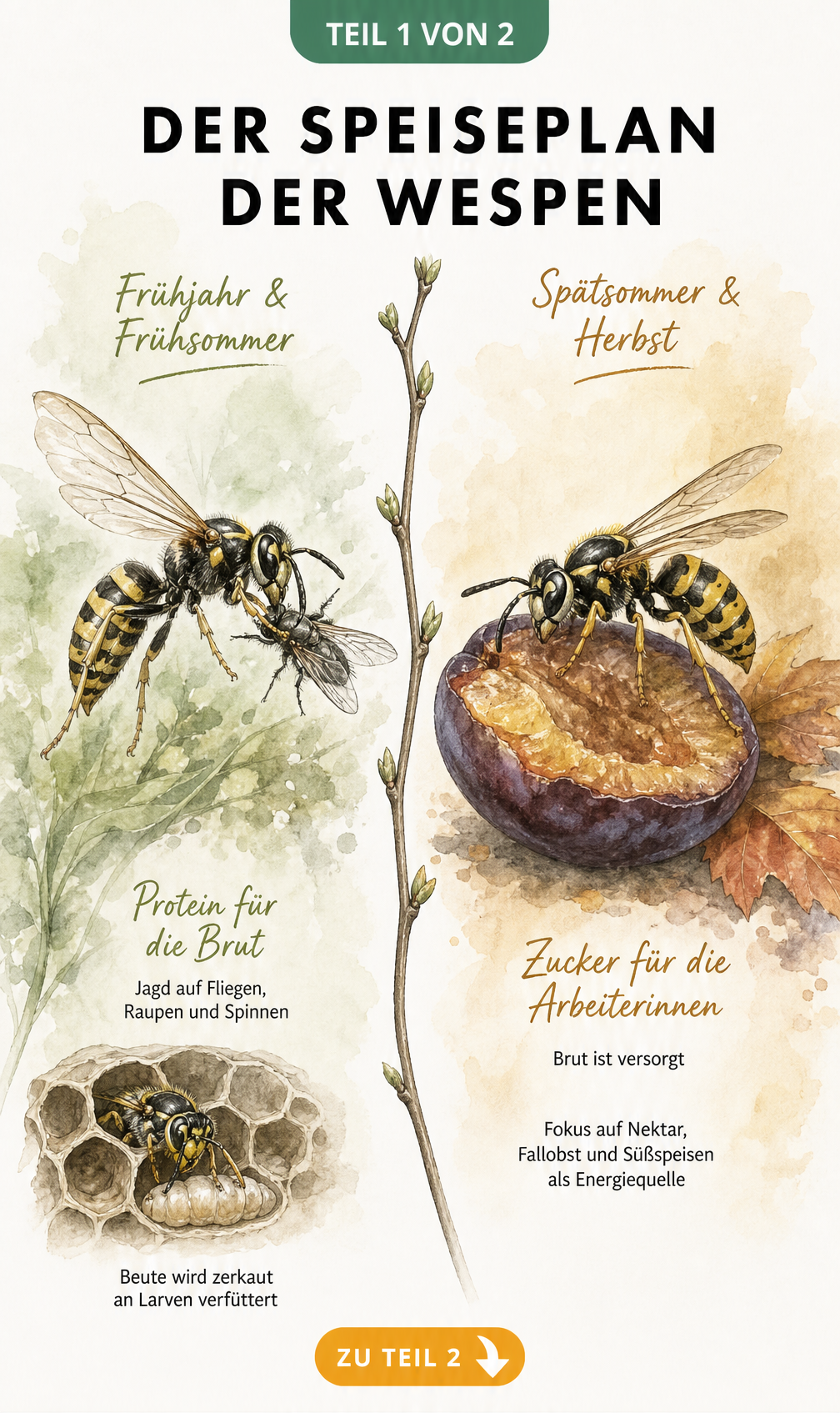 Illustration einer Wespe, die im Frühjahr eine Mücke fängt, und einer Wabe mit Larvenfütterung.