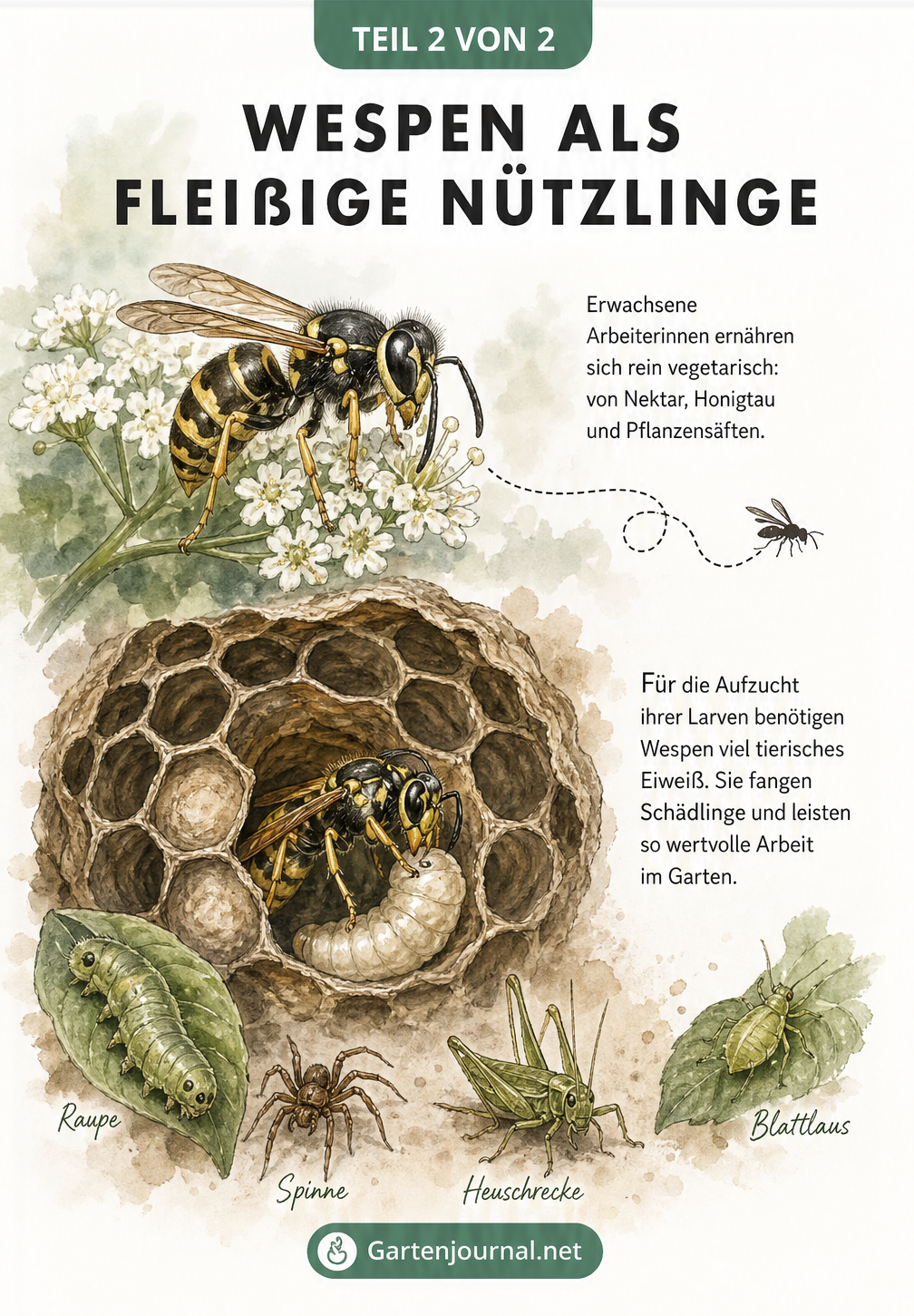 Zweigeteilte Illustration: Oben eine Wespe beim Nektarsaugen, unten eine Wabe mit Larve und Beutetieren wie Raupe, Spinne und Blattlaus