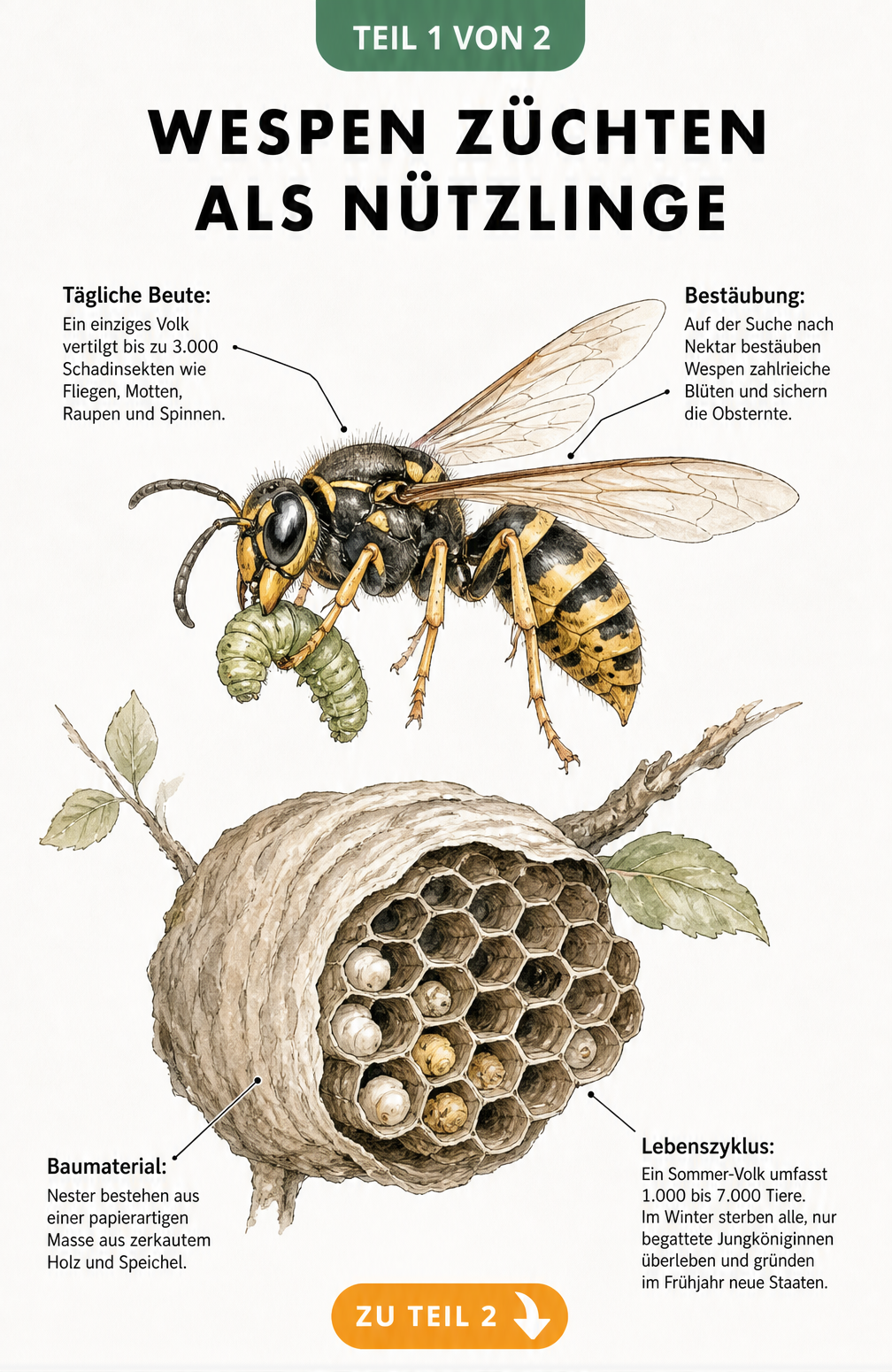 Illustration einer Wespe mit Raupe und Wespennest, die den Nutzen von Wespen als Schädlingsbekämpfer und Bestäuber zeigt
