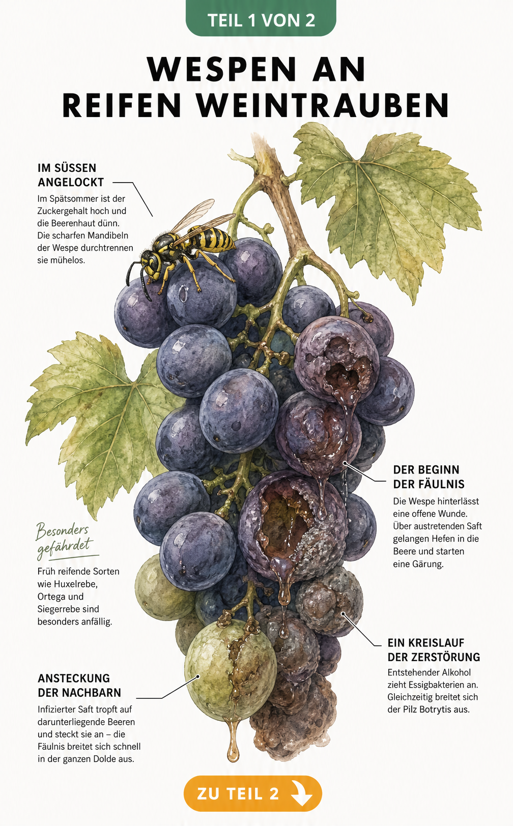 Botanische Illustration einer Weintraubendolde, die zeigt, wie eine Wespe die Beerenhaut durchbeißt und dadurch Fäulnis, Gärung und Botrytis-Pilz an den...