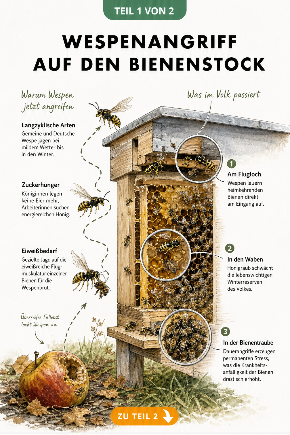 Illustration eines Bienenstocks im Herbst, die zeigt, warum Wespen Bienen angreifen und welche Folgen der Honigraub hat