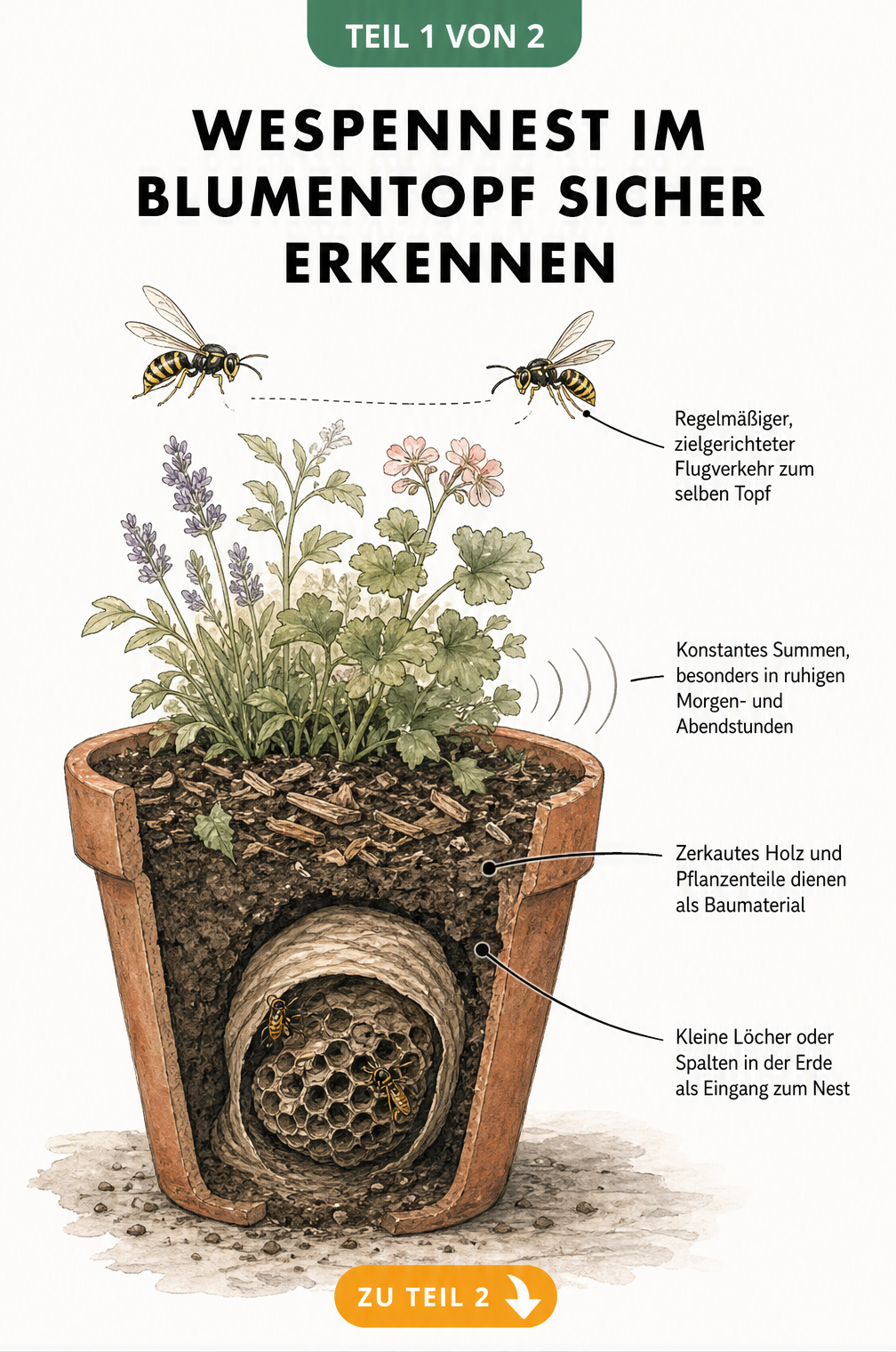 Querschnitt eines Blumentopfs mit Wespennest in der Erde, Wespenflug und zerkautem Holz als Baumaterial